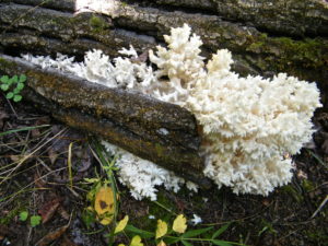 Hericium