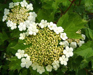 Viburnum